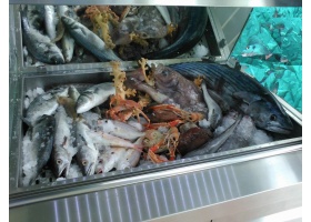 Fish Refrigeration 